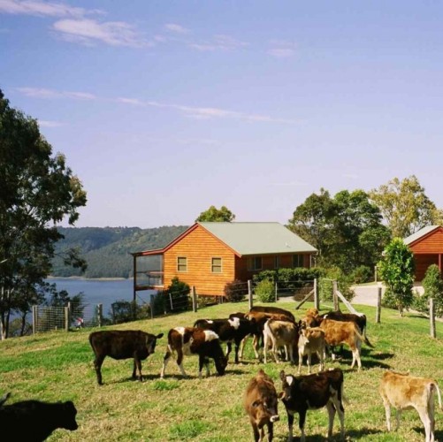 Dairy cows Wittacork farmstay 500
