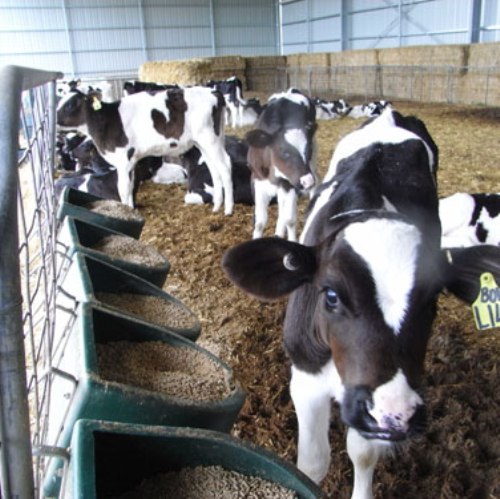 Dairy Prom-Road-Farm-calves 500