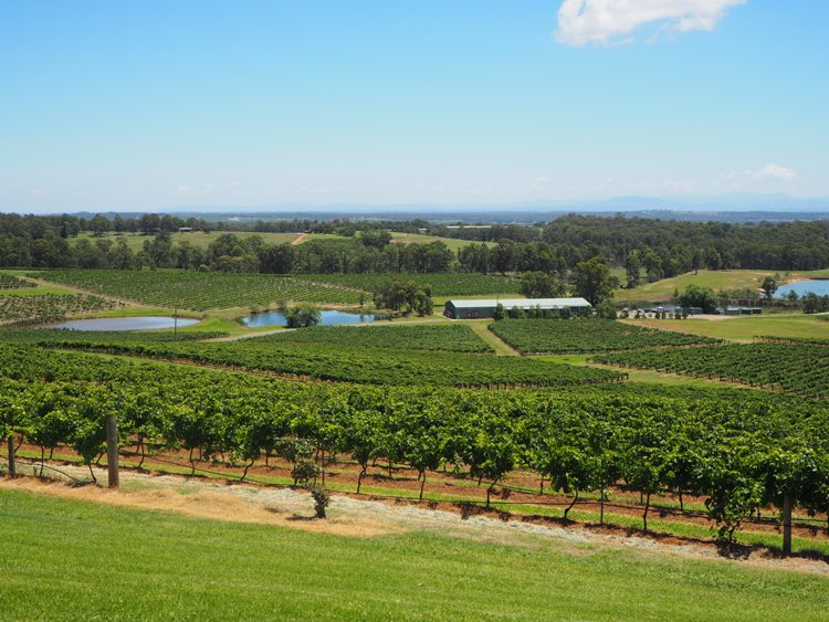 Audrey Wilkinson view - Sydney to Hunter Valley drive