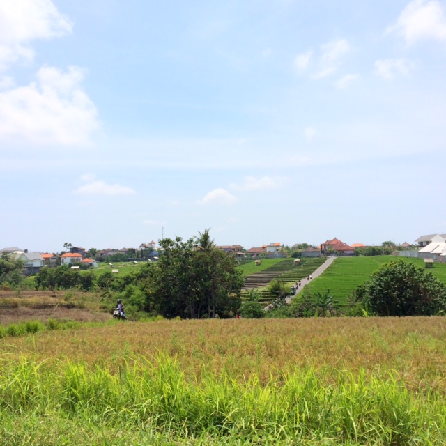 Canggu Rice Fields