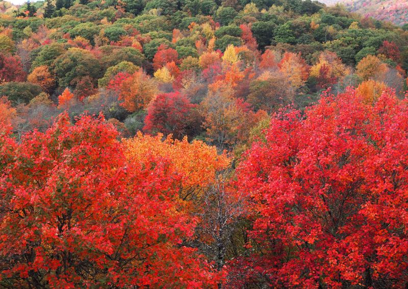 Graveyard Fields