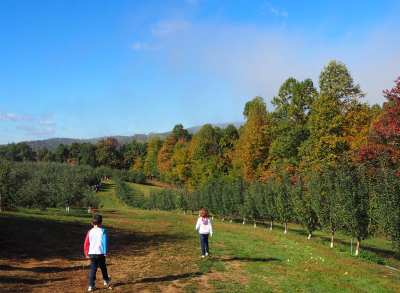 SkyTop Orchard