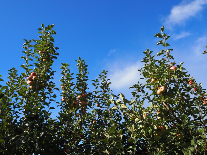 SkyTop Orchard, North Carolina