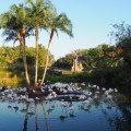Disney's Animal Kingdom