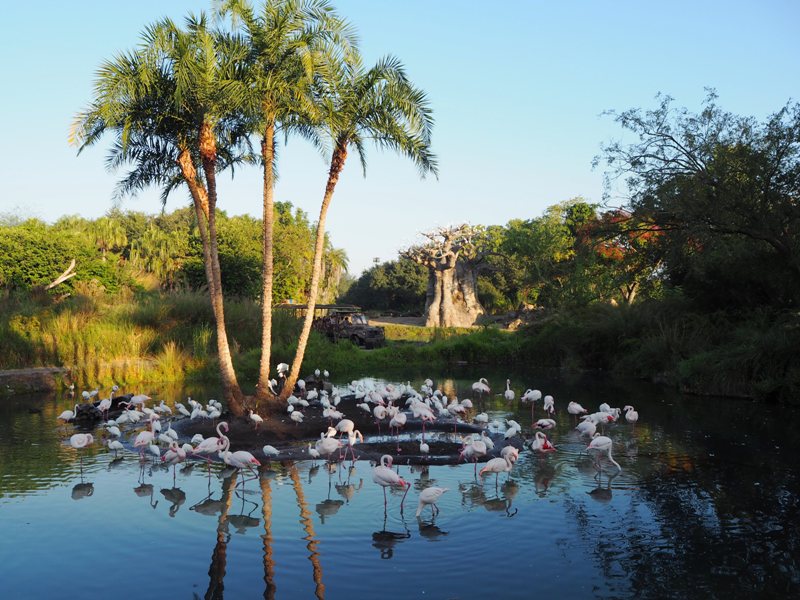 Disney's Animal Kingdom