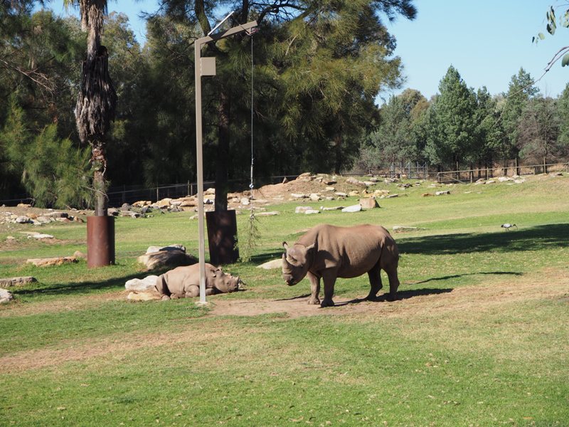 Dubbo with kids