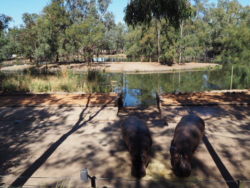 Dubbo Zoo