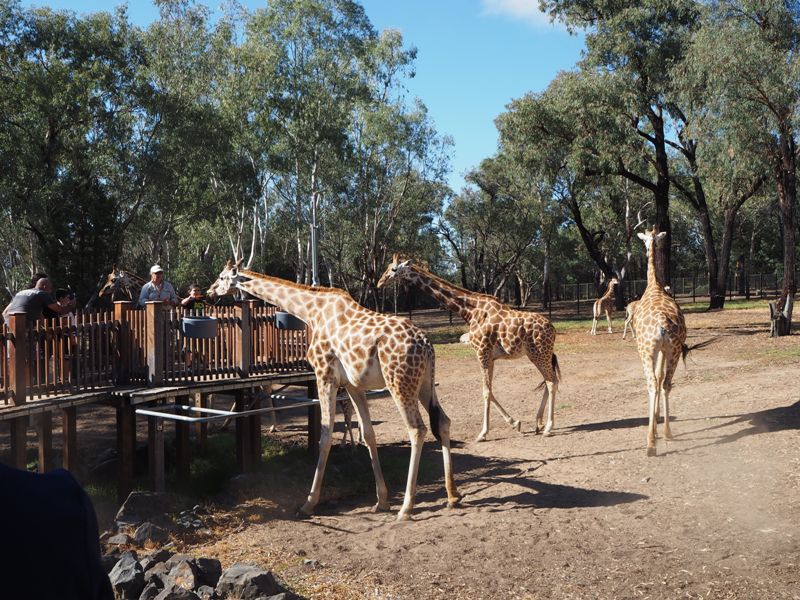 Dubbo Zoo